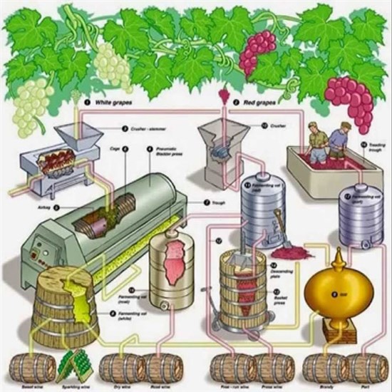 Tìm hiểu quy trình sản xuất rượu vang chi tiết