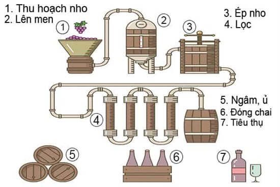 Quá trình chế biến rượu vang cần sinh vật nào để tạo nên hương vị thơm ngon