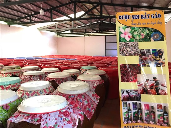“Khai mở” những điều chưa biết về Rượu sim Bảy Gáo