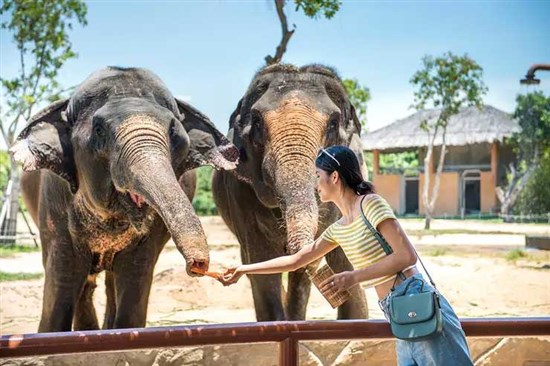 VinWonders Nam Hội An và Vinpearl Safari Phú Quốc Có Gì Hấp Dẫn? 