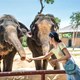 VinWonders Nam Hội An và Vinpearl Safari Phú Quốc Có Gì Hấp Dẫn? 