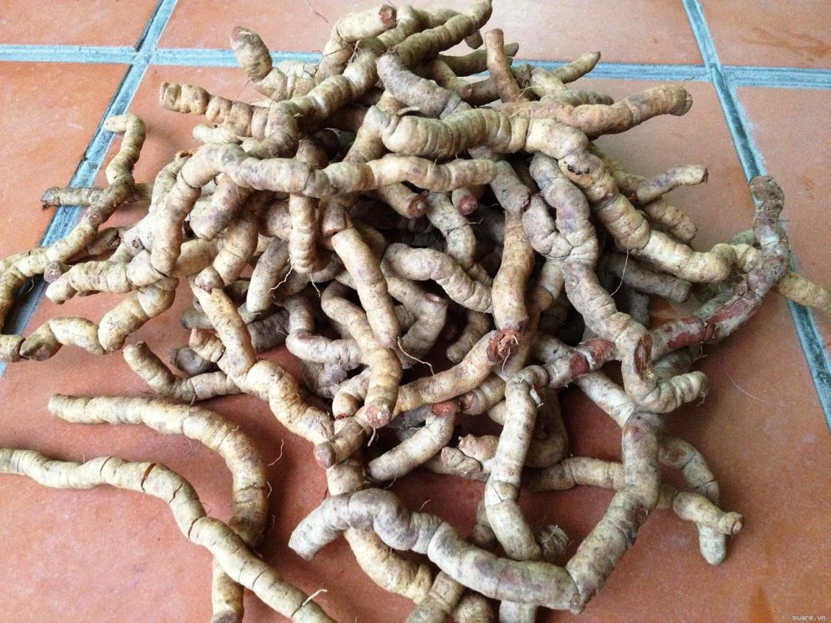 Ba kích tươi dùng để ngâm rượu