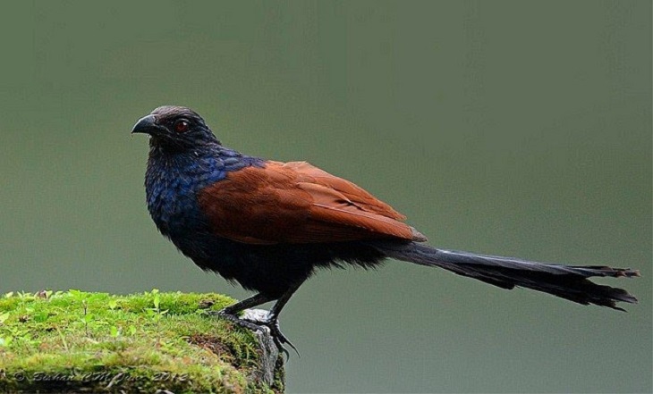 Bìm bịp tươi ngâm rượu