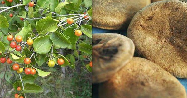 Hạt mã tiền dùng để ngâm rượu