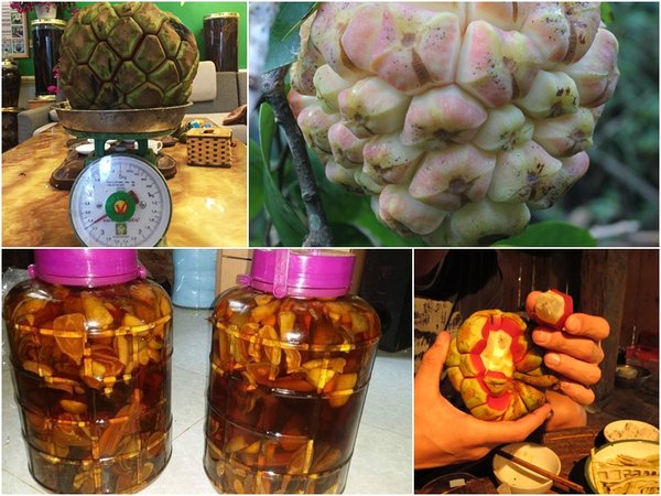 Ngâm rượu bằng quả na rừng tươi