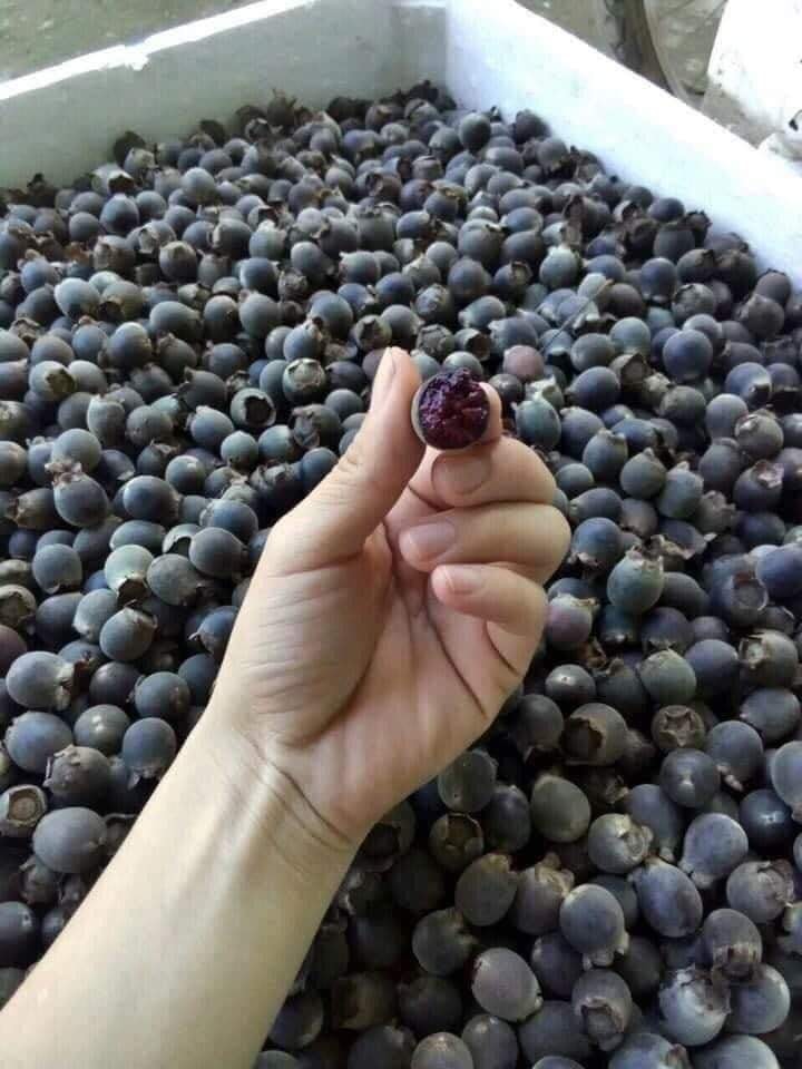 Quả sim có màu tím khi chín