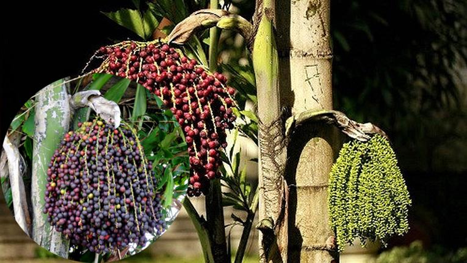 Chọn những quả đủng đỉnh chất lượng