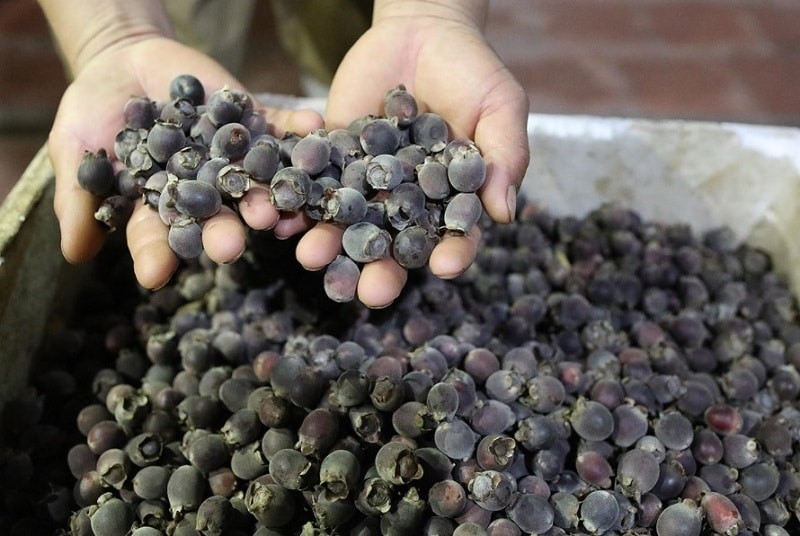 Chọn những quả sim tươi, chín đều