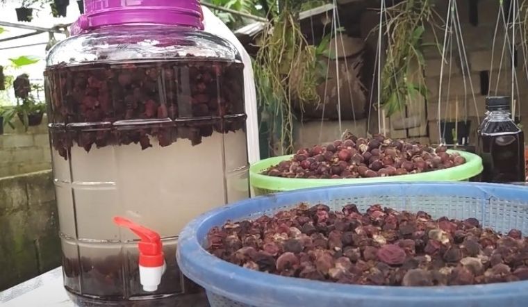 Các nguyên liệu cần chuẩn bị để ngâm rượu sim