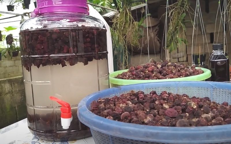 Nên ngâm rượu sim khô hay tươi còn phụ thuộc vào sở thích của mỗi người