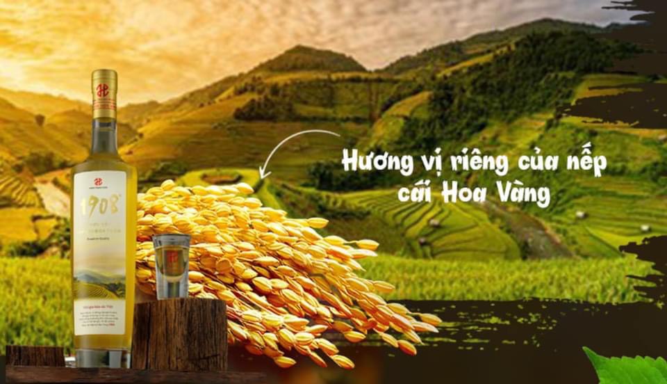 Rượu nếp cái hoa vàng 1908 - Loại rượu truyền thống của Việt Nam