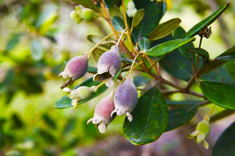 Quả sim chín ở Phú Quốc