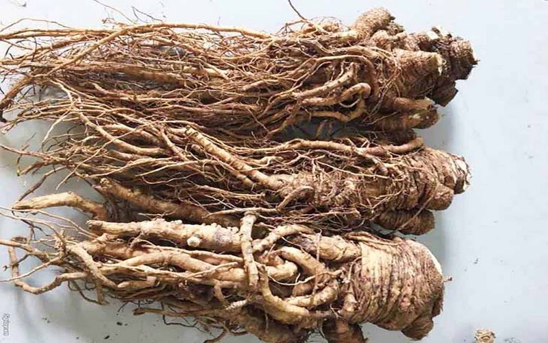 Sâm đương quy khô ngâm rượu
