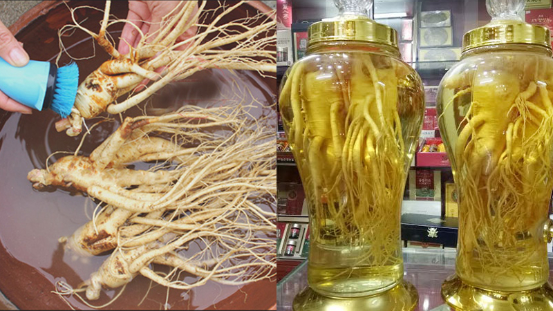 Quy trình ngâm rượu sâm khá đơn giản