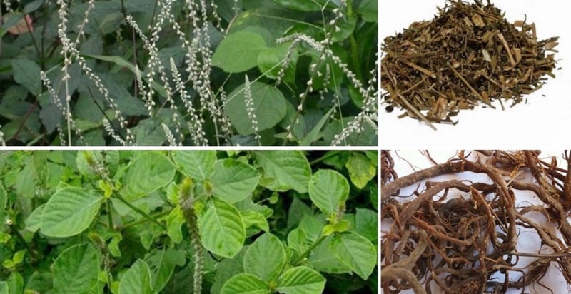 Đặc điểm của cây cỏ xước