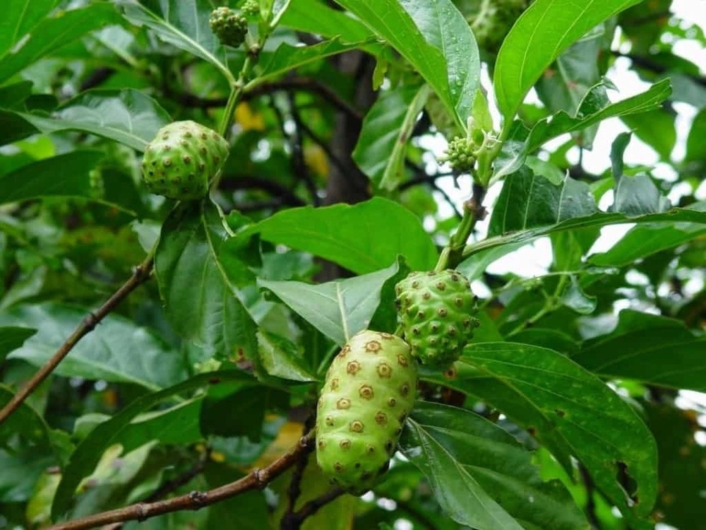 Hình ảnh trái nhàu