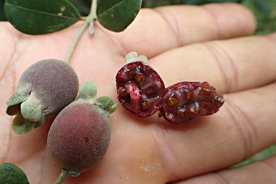 Quả sim chín có nhiều thành phần dinh dưỡng khác nhau