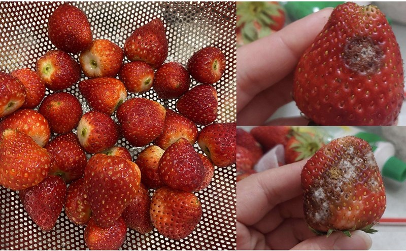 Cách nhận biết rượu dâu tây bị hỏng