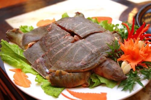 Sơ chế thật sạch thịt ba ba 