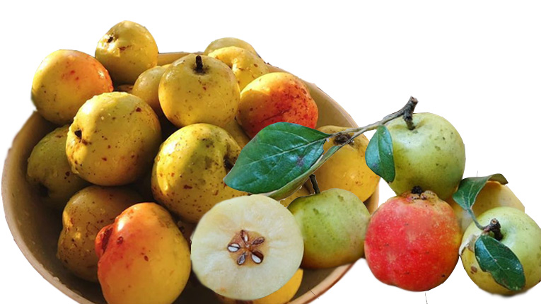 Quả táo mèo chứa nhiều thành phần tốt cho sức khỏe