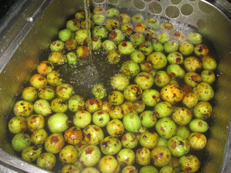 Rửa thật sạch quả táo mèo tươi