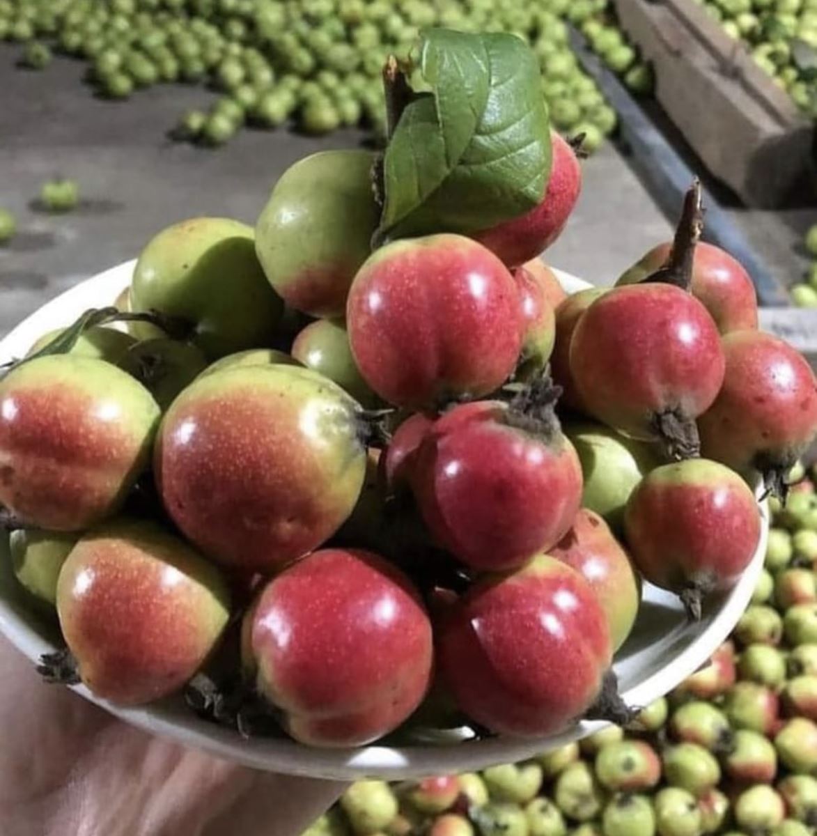 Quả táo mèo khi chín