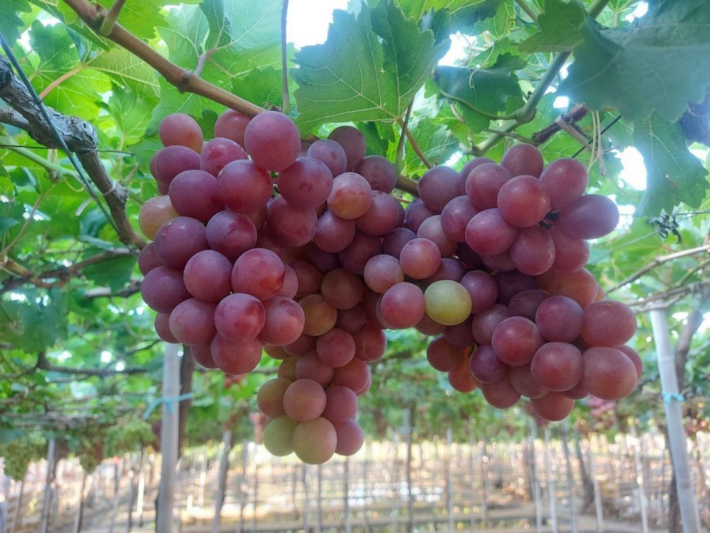 Lựa chọn những trái nho tươi ngon để đem đến chất lượng vang tốt 