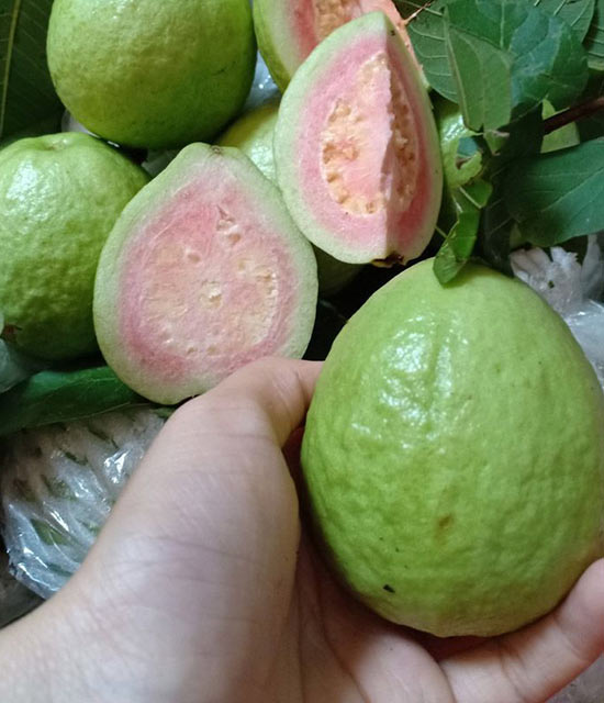 Chọn những quả ổi tươi ngon, chất lượng, an toàn và đều nhau