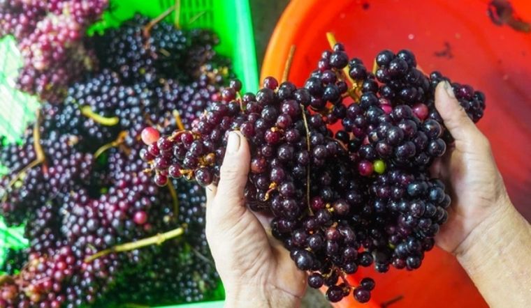 Sơ chế nho rừng