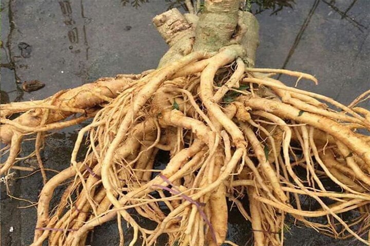 Chú ý làm sạch, sơ chế củ đinh lăng tươi cẩn thận