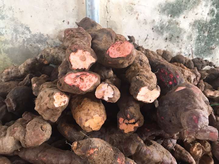 Cách sơ chế hà thủ ô tươi khi ngâm rượu