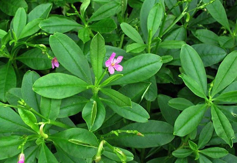 Hình ảnh cây sâm đất