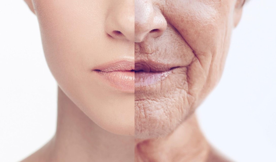 Rượu sâm đất giúp làm chậm quá trình lão hóa
