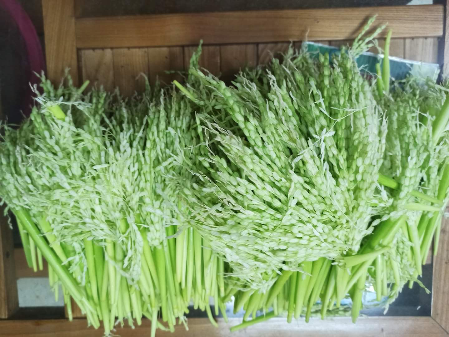 Đòng đòng thực chất là những bông lúa non