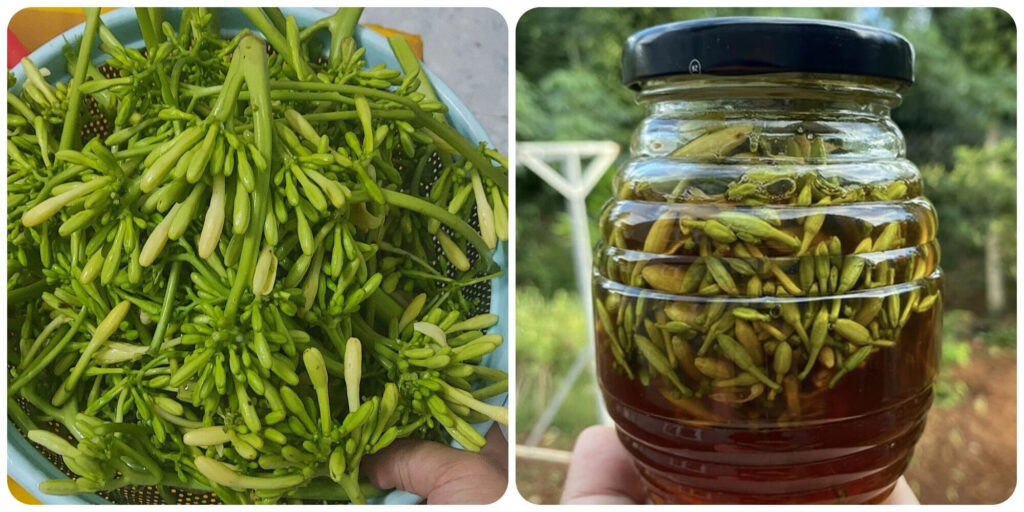 Cách ngâm rượu hoa đu đủ đực