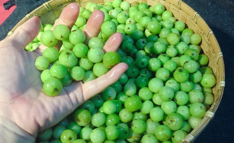 Rượu mắc kham hỗ trợ chống lão hóa