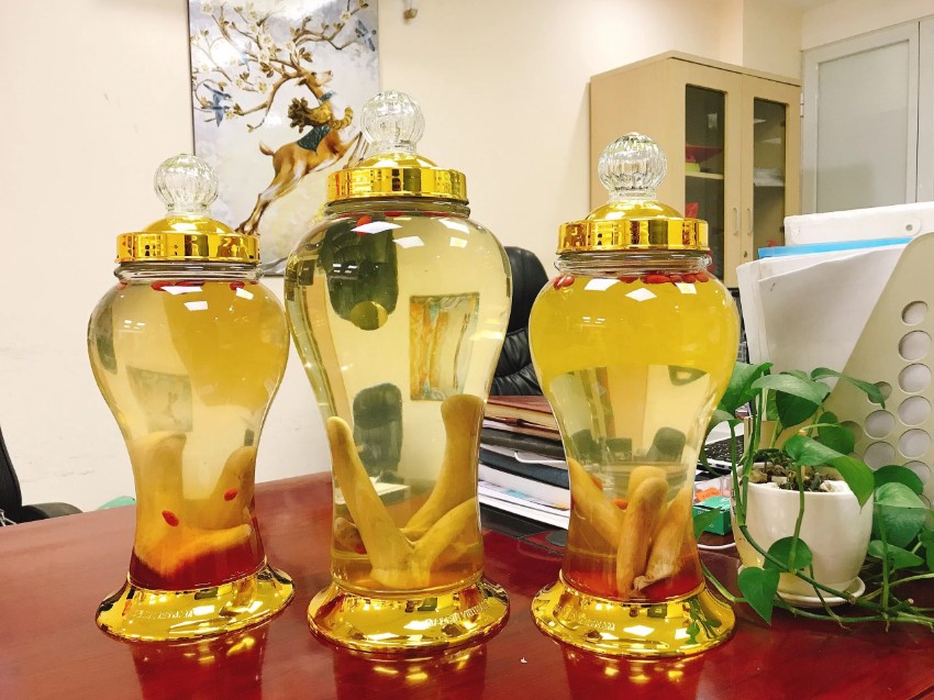 Ngâm rượu nhung hươu tươi nguyên nhánh