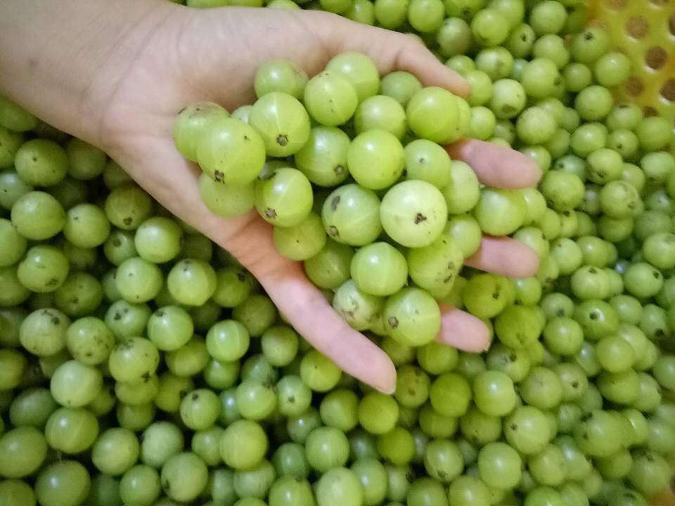 Quả mắc kham ngâm rượu giúp tăng cường sức khỏe