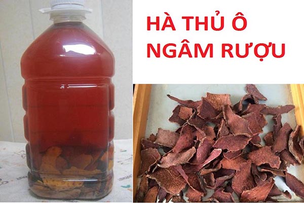Các tác dụng của rượu hà thủ ô đối với sức khỏe